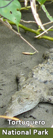 Tortuguero