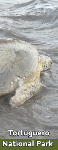 Tortguero