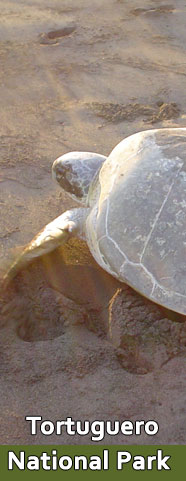 Tortguero