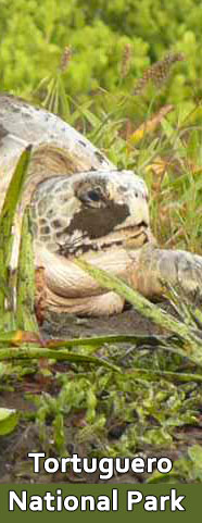 Tortguero