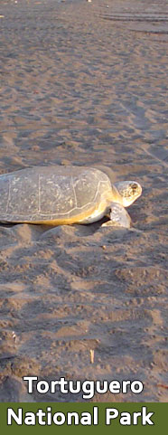 Tortguero
