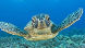Leatherback Sea turtles