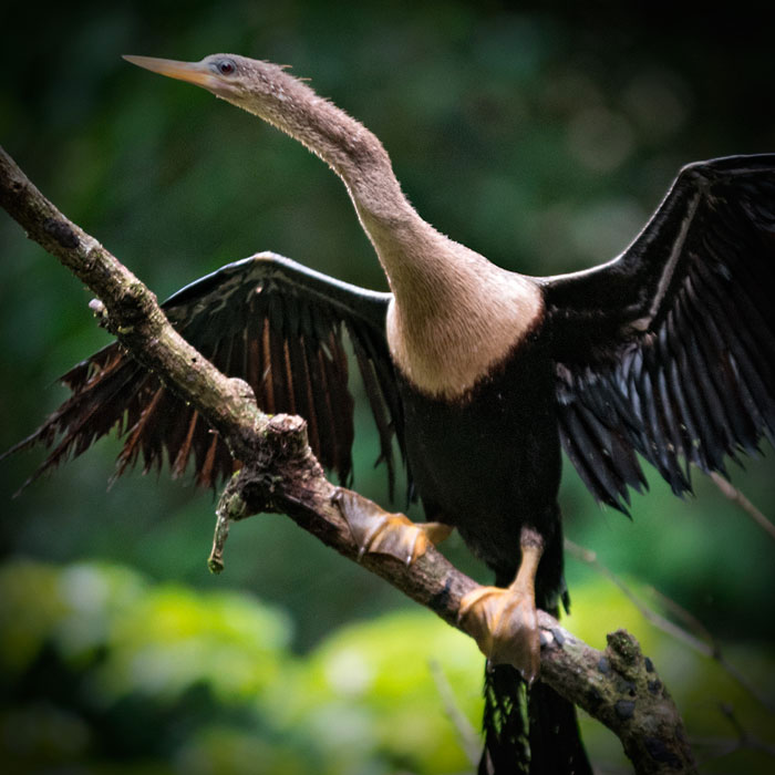 Aves de Tortuguero