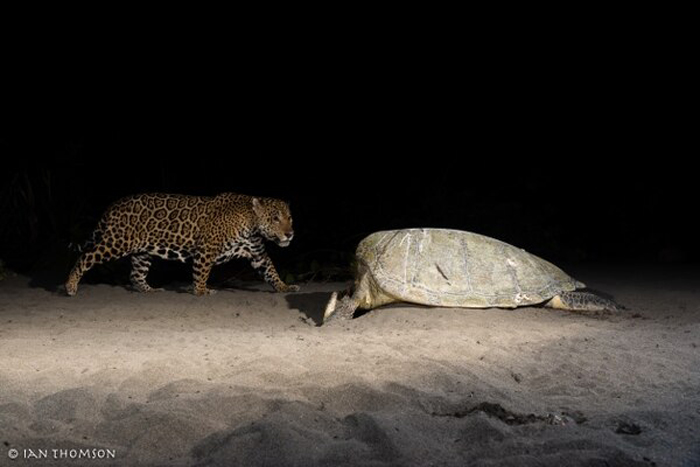Expertos en Tortuguero 