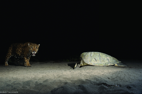 Tour ncotuna desove de Tortugas 