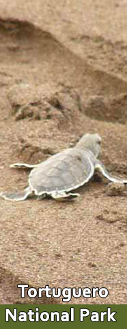 Tortuguero
