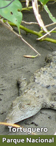 Tortuguero