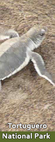 Tortguero