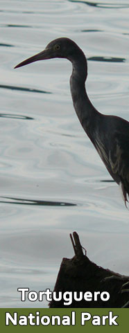 Tortuguero