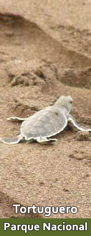 Tortuguero