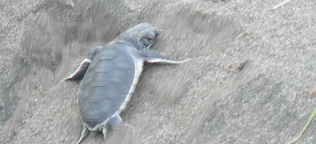 Expertos en Tortuguero 