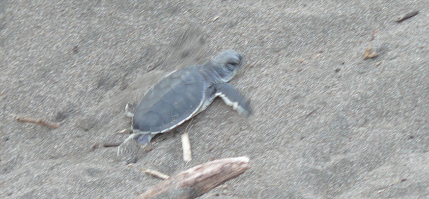 Pacuare Rafting and Tortuguero