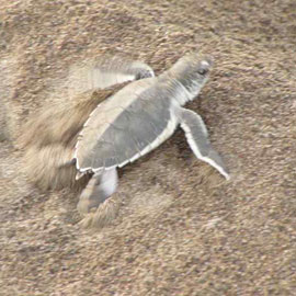 Nacimiento de tortugas