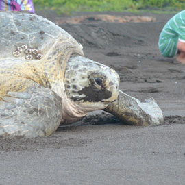Anidacion de tortugas