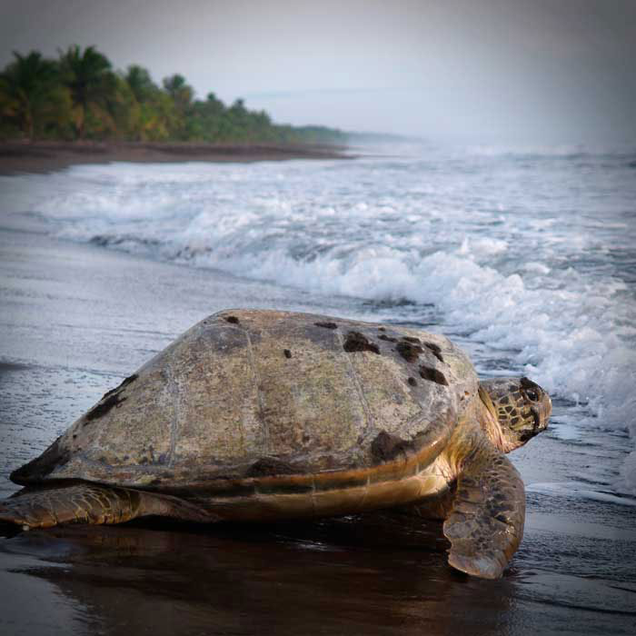 Tortuguero