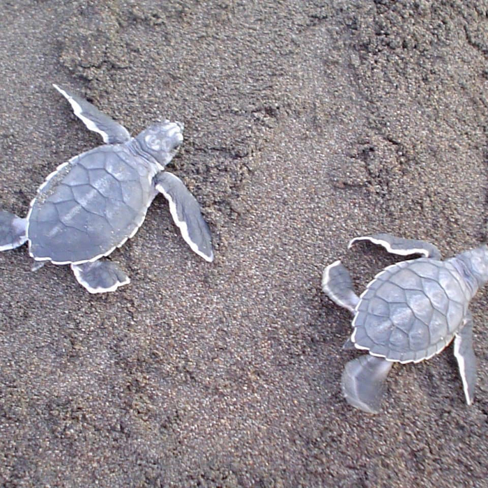 Tortuguero National Park Sea Turtle Haven 