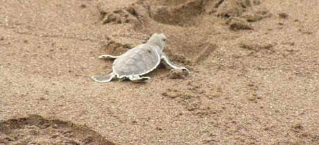 Tortuguero National Park Experts 